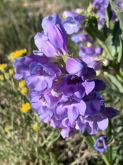 Penstemon scariosus