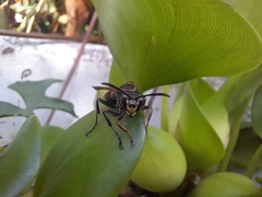 Polistes cinerascens