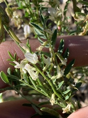 Astragalus tenellus