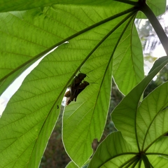 Abracris flavolineata