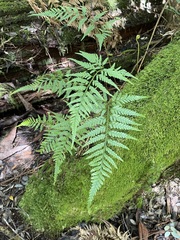 Rumohra adiantiformis