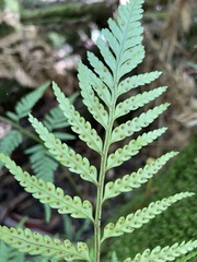 Rumohra adiantiformis