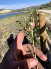 Astragalus tenellus