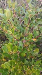 Myrsine parvifolia