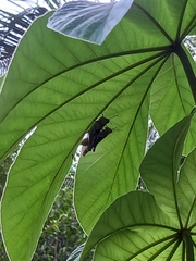 Abracris flavolineata