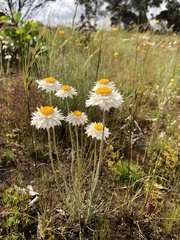 Leucochrysum albicans