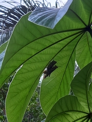 Abracris flavolineata