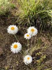 Leucochrysum albicans