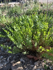 Astragalus megacarpus