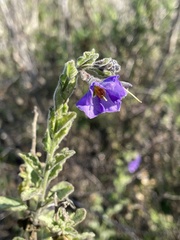 Solanum xanti