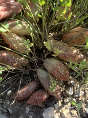 Astragalus megacarpus