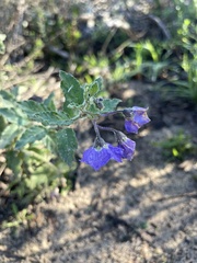 Solanum xanti