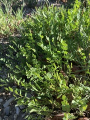 Astragalus megacarpus