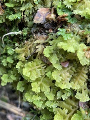 Trichocolea mollissima