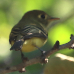Empidonax difficilis