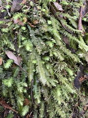 Cyathophorum bulbosum