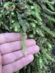 Cyathophorum bulbosum
