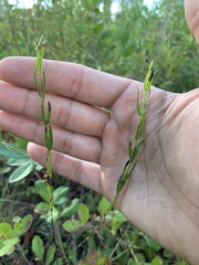 Gentianaceae