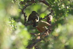 Empidonax difficilis