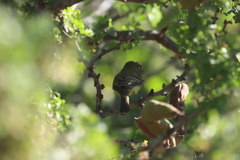 Empidonax difficilis