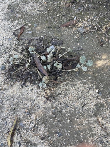 iNaturalist observation photo of alkali mallow