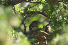 Empidonax difficilis