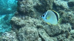 Johnrandallia nigrirostris