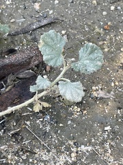 Malvella leprosa