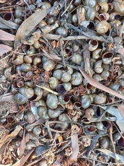 Gastropoda