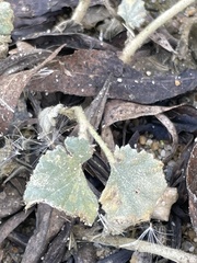 Malvella leprosa