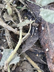 Malvella leprosa