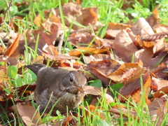 Turdus merula