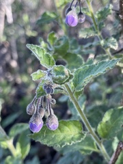 Solanum xanti
