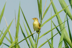 Cisticola