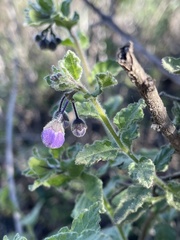 Solanum xanti