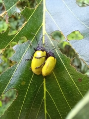 Coelomera