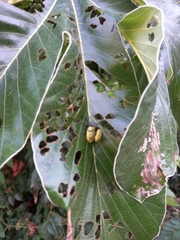 Coelomera