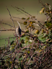 Phoenicurus ochruros gibraltariensis