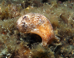 Bulla orientalis