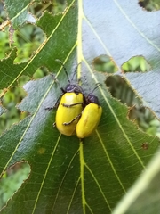 Coelomera