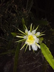 Selenicereus setaceus