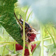 Forficula auricularia