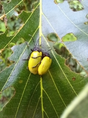 Coelomera