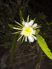 Selenicereus setaceus