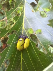Coelomera