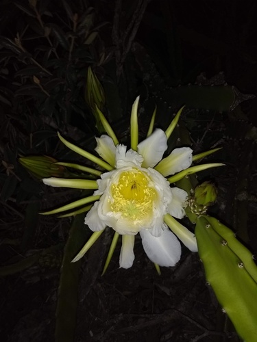 Selenicereus setaceus (Salm-Dyck ex DC.) A.Berger ex Werderm.