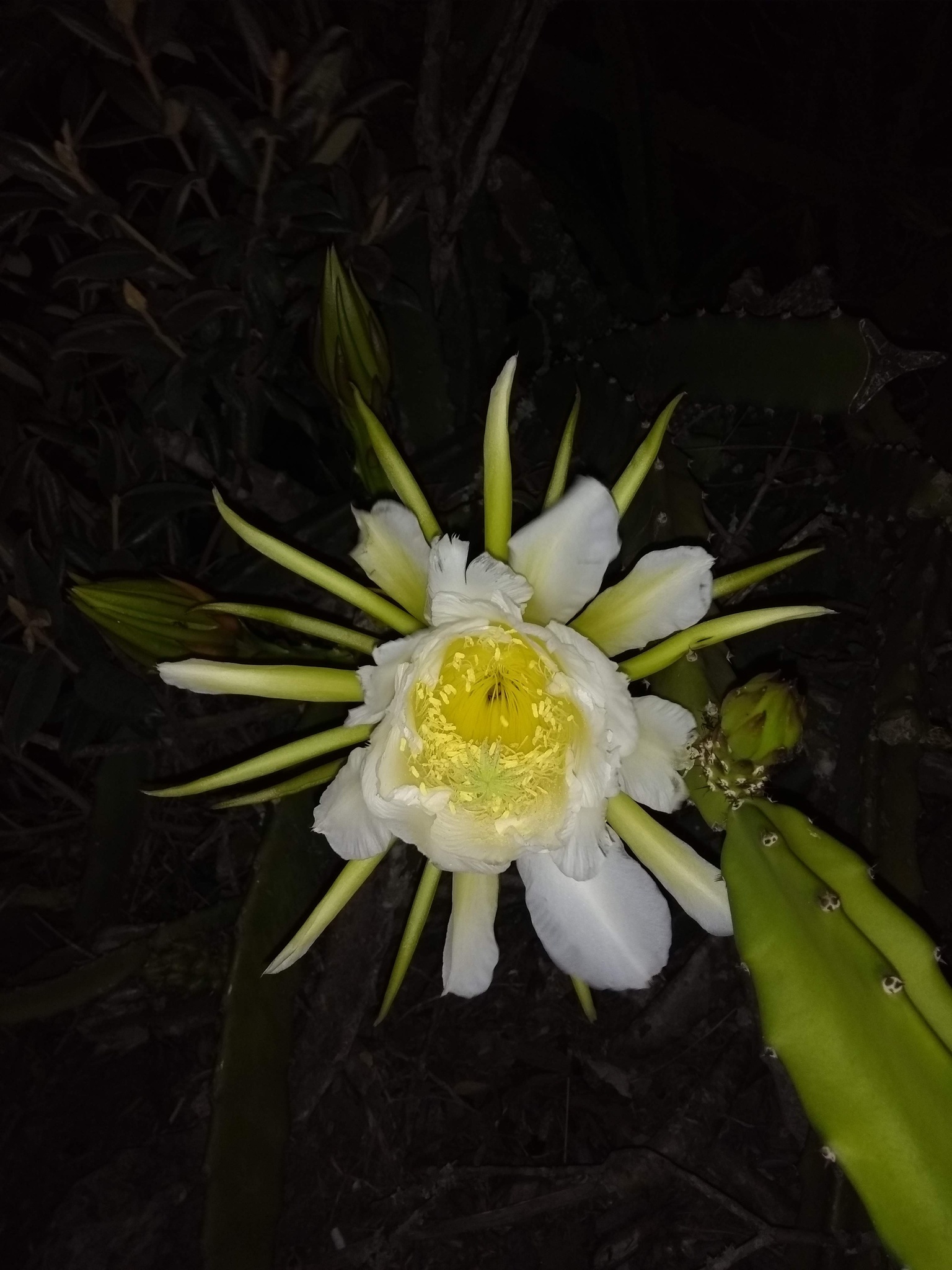 Hylocereus setaceus