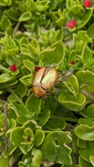 Anoplognathus montanus