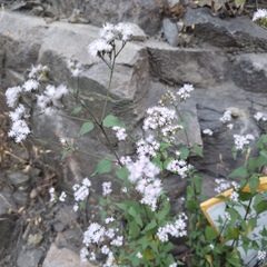 Fleischmannia pycnocephala