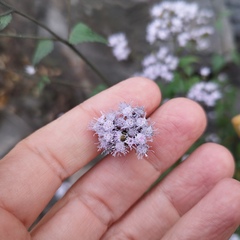 Fleischmannia pycnocephala